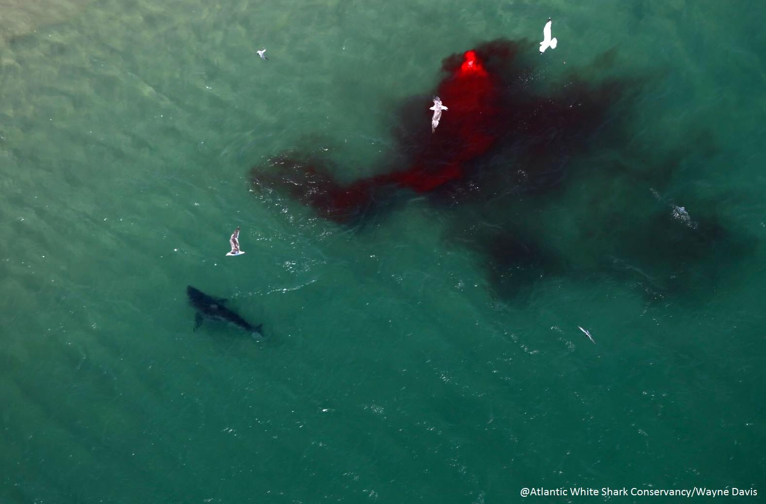 Dramatic Photos Capture Shark Eating Seal Off Cape Cod Metro Us