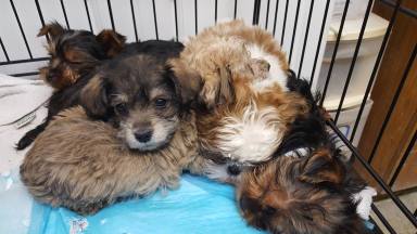 SEE IT: More than 100 puppies rescued after vehicle overturns on NY highway