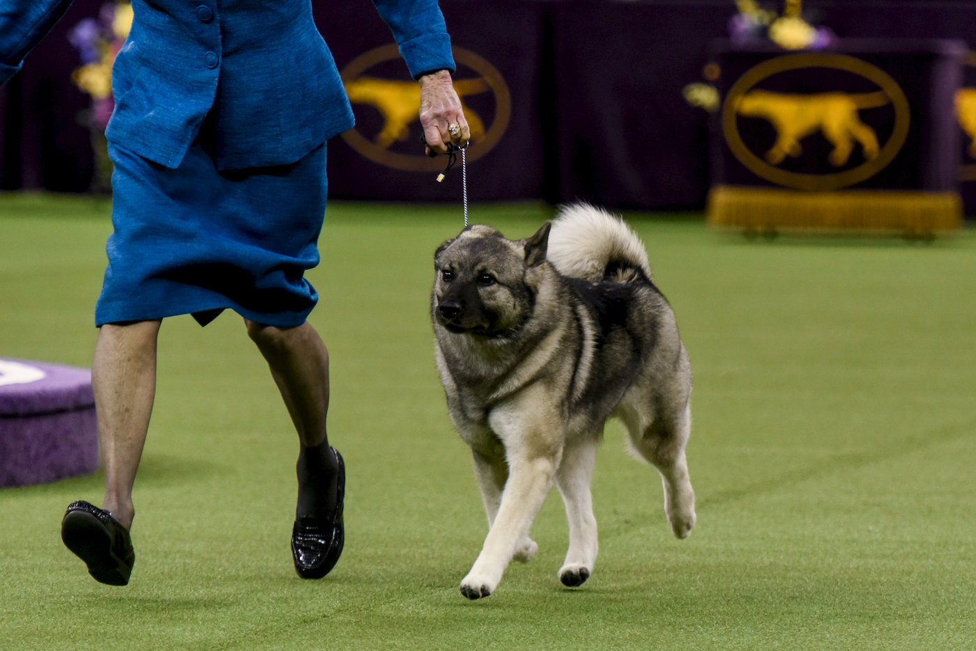 Elkhound, pekingese among firstday winners at Westminster dog show