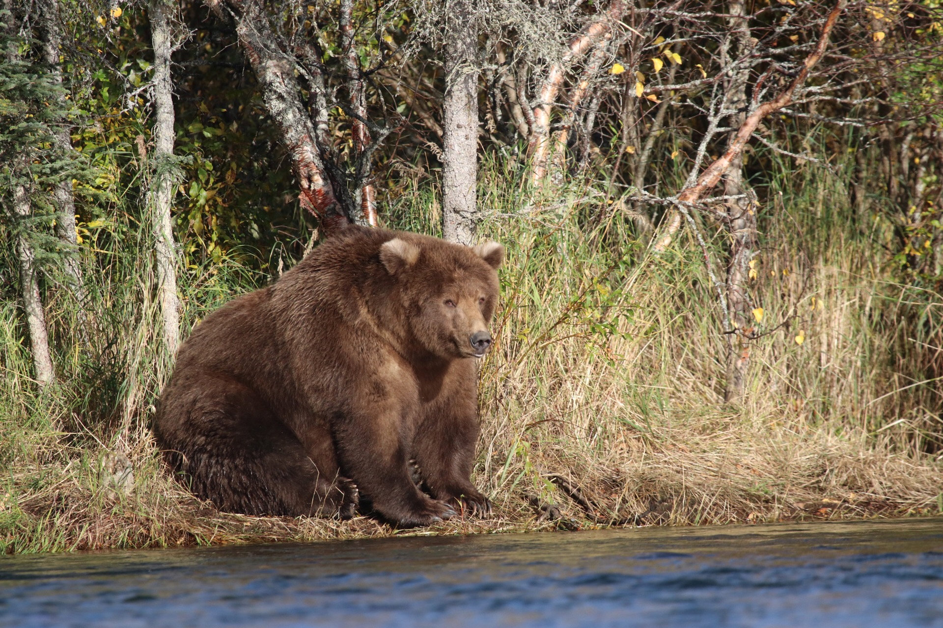 And the fattest bear in Alaska is … 409 Beadnose Metro US