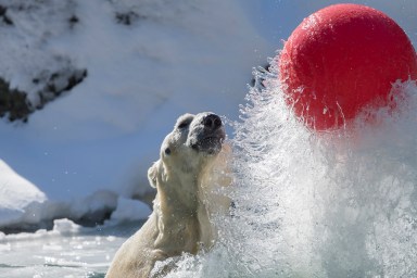 PHOTOS: Bronx Zoo animals make most of winter weather