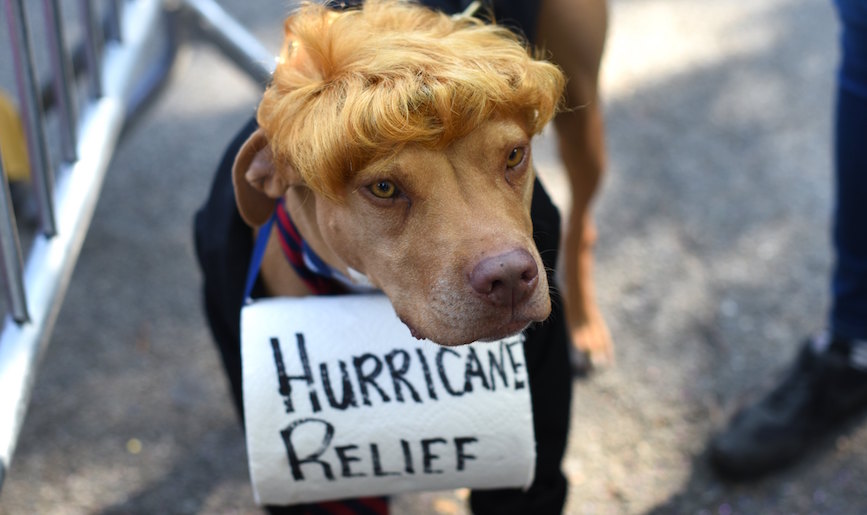 Best costumes from the Tompkins Square Halloween Dog ...