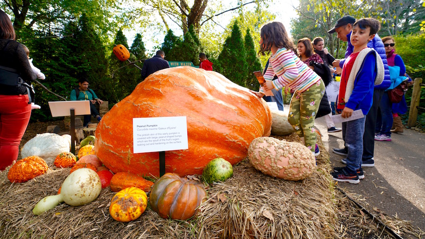 New York Giants pumpkin for Halloween!