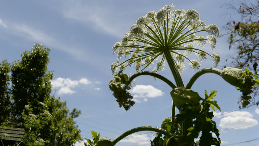 5-must-know-facts-about-the-dangerous-giant-hogweed-plant-metro-us