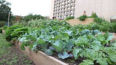 Growing vegetables on Houston Street