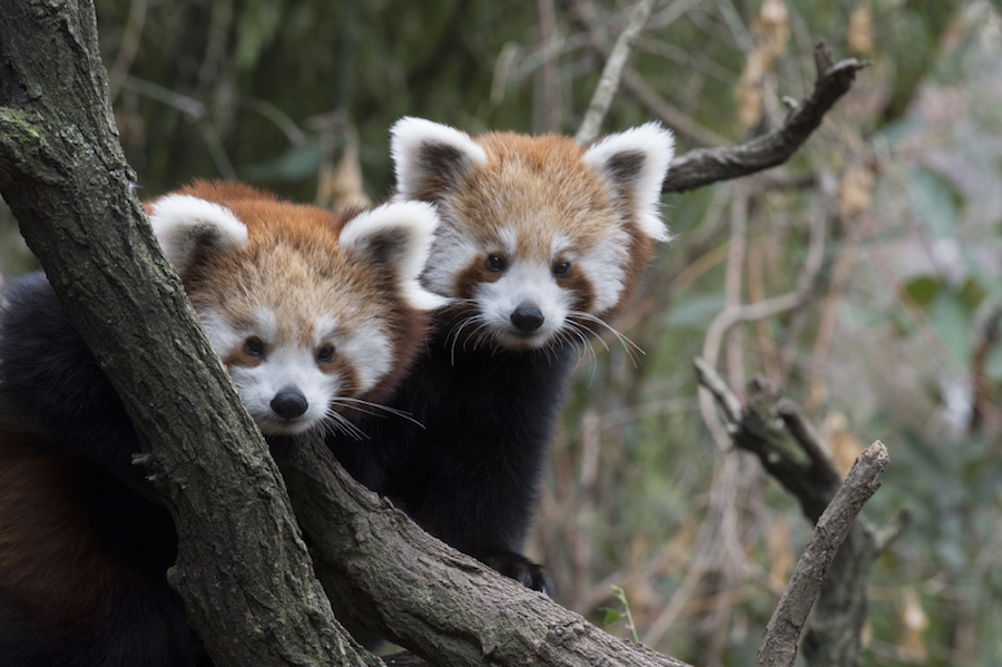 New Animal Planet show highlights Bronx Zoo animals and their humans