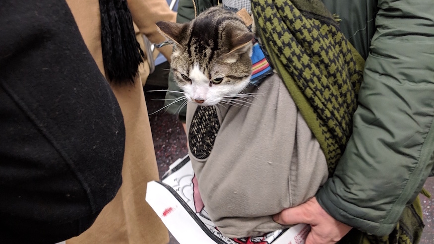 are dogs allowed on the subway in nyc