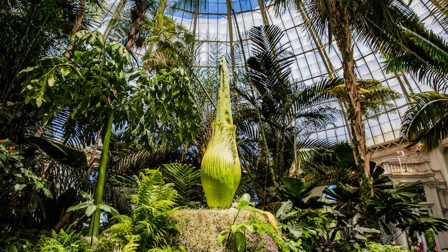 When Will The New York Botanical Garden Corpse Flower Bloom Metro Us