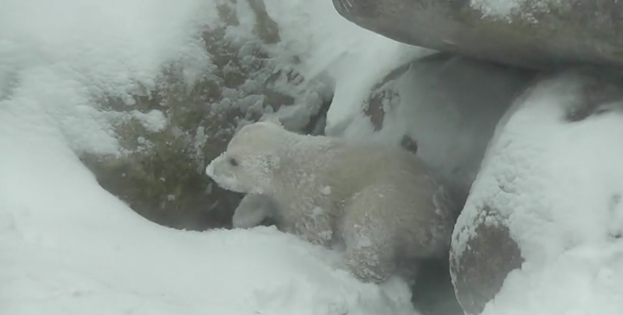 Video Polar Bear Cub Experiences Snow For The First Time Metro Us