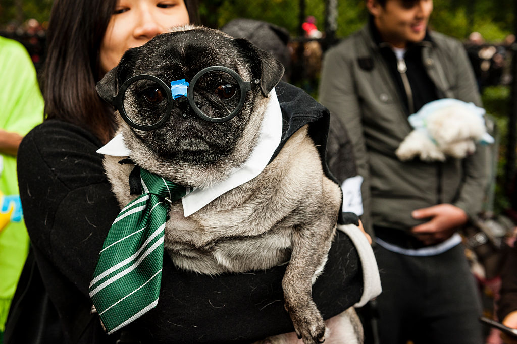 Tompkins Square Halloween Dog Parade 2018 is back on – Metro US