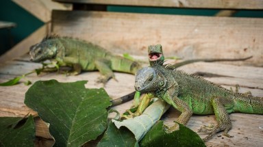 Meet new modern dinosaur friends in Belize. Credit: Viv Lynch, flickr