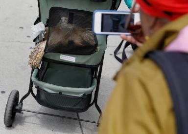 Tortoise in a baby stroller a novelty even for New Yorkers