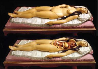 Brooklyn’s Morbid Anatomy Museum delights in death but needs $75K to survive