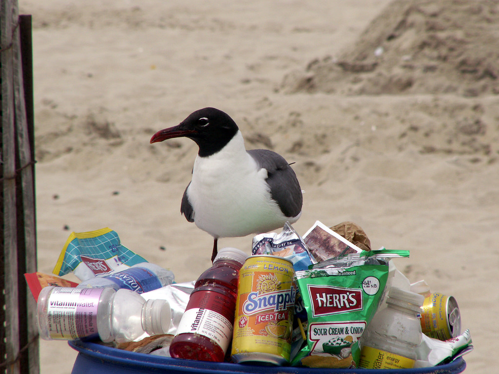 study-shows-seabirds-eat-plastic-because-it-smells-like-food-metro-us