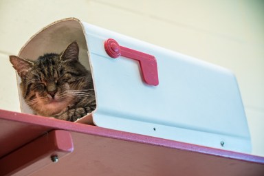 PHOTOS: Older cats get a chance at adoption during MSPCA drive