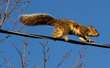 Squirrel causes San Francisco power cut, leaving 4,500 in the dark