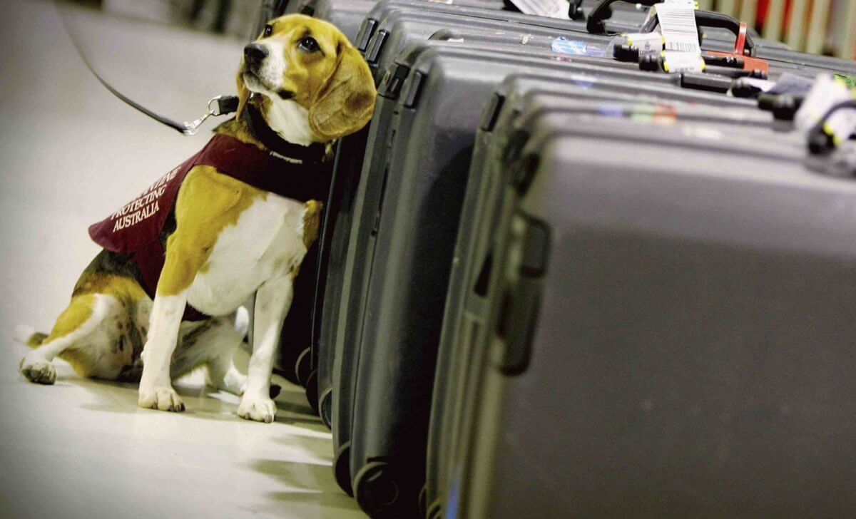 JFK To Open Luxurious Animal Terminal Next Year – Metro US