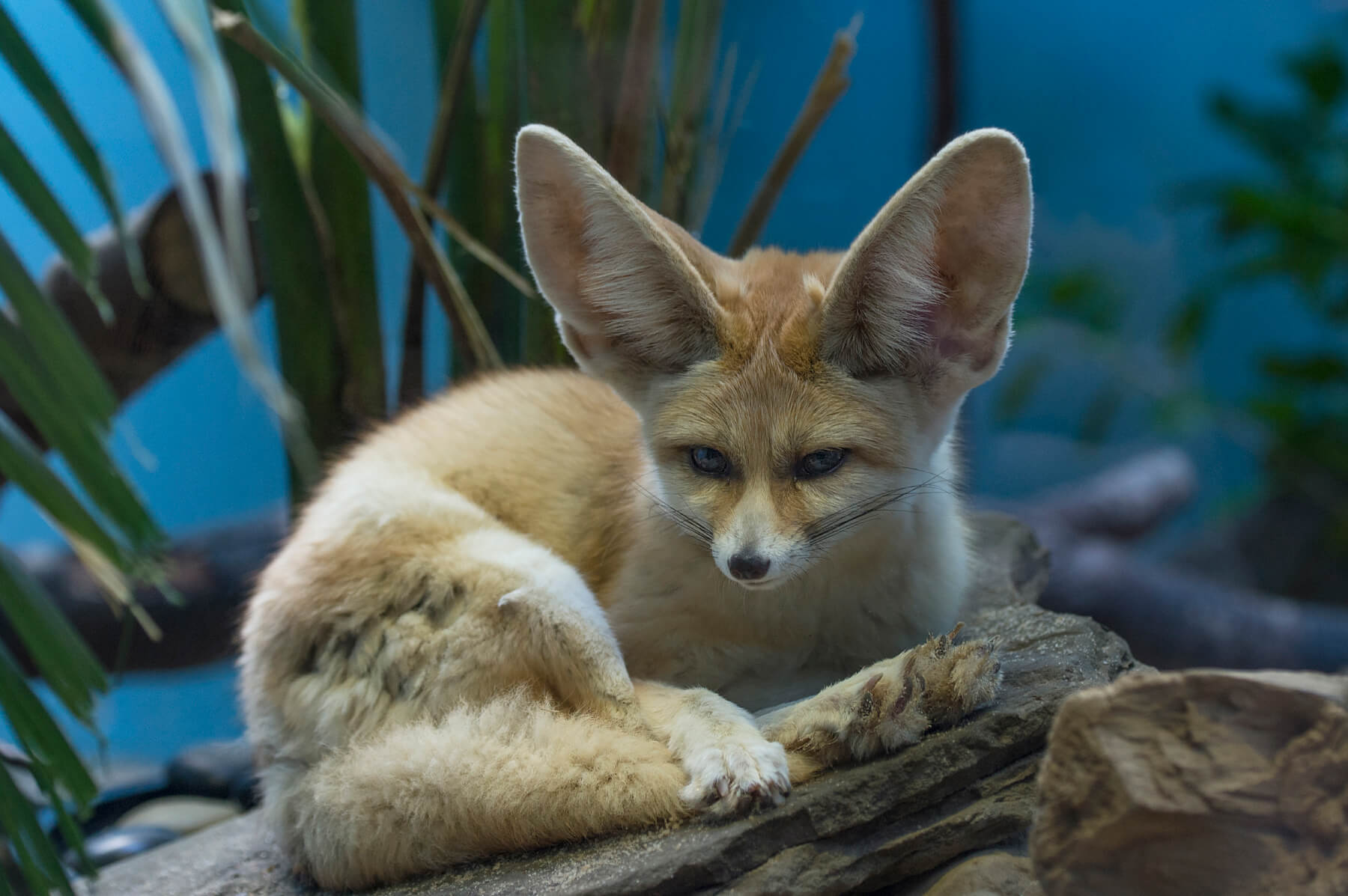 Prospect Park Zoo welcomes world’s smallest fox species – Metro US