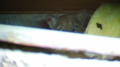 Celebrity mountain lion leaves refuge under L.A. house