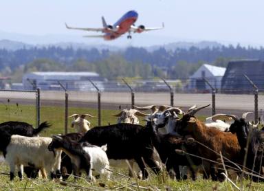 Goats, llama and shepherdess help clear plants at Oregon airport