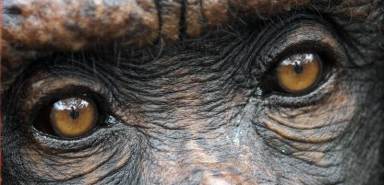 N.Y. judge to consider claims that chimpanzees are ‘legal persons’