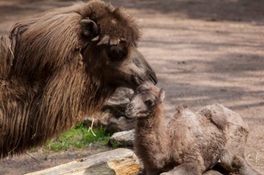 Chicago zoo’s baby camel ‘Alexander Camelton’ a social media star