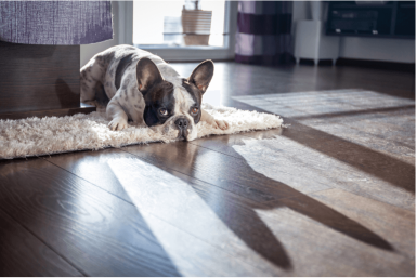 Create a pet-friendly home​