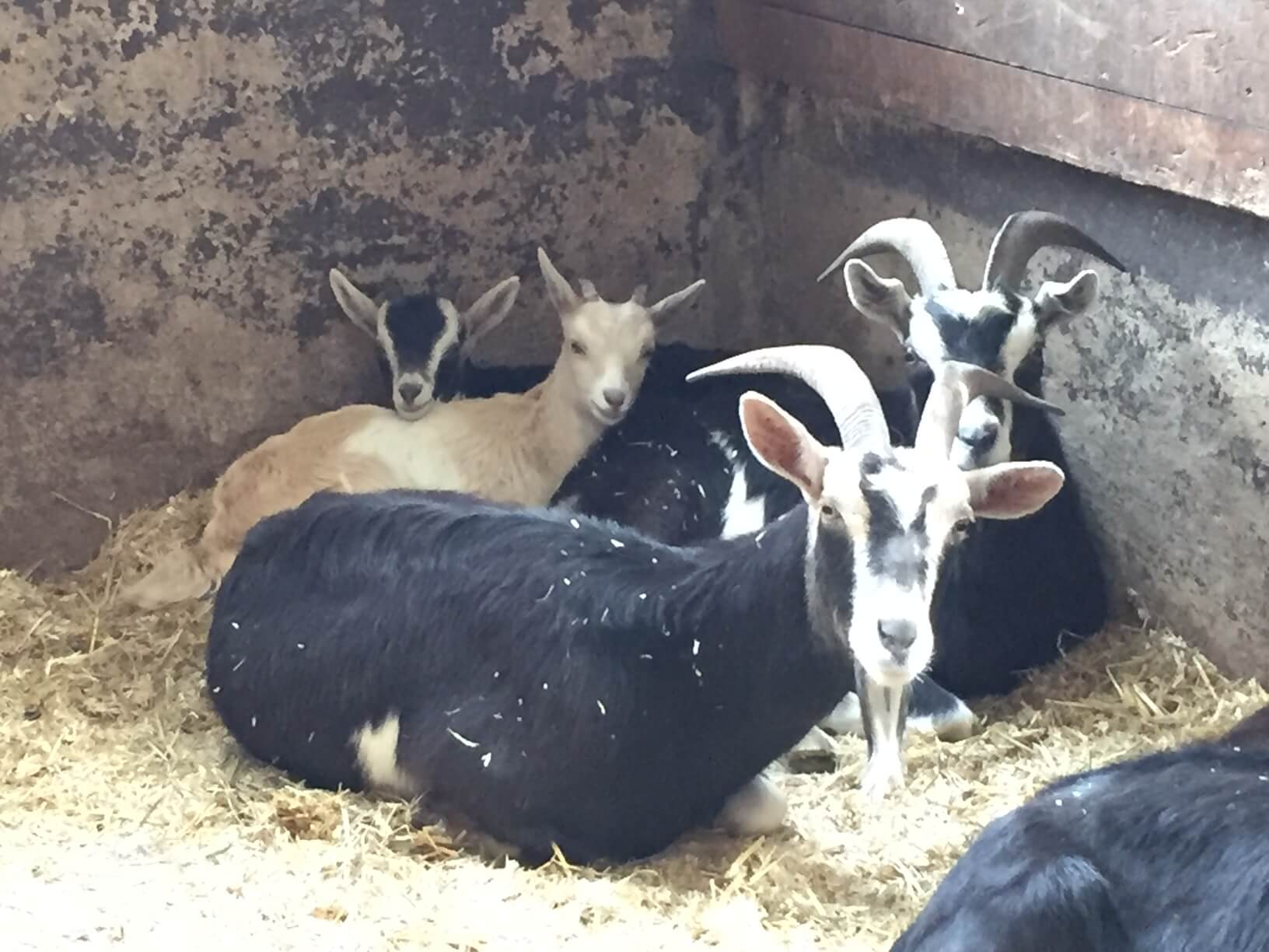 MSPCA receives its largest goat surrender ever – Metro US