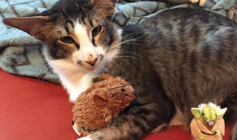 Adam Driver cat has a new home, name and Instagram - Metro US
