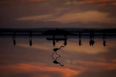 PHOTOS: Hundreds of pink flamingos roam lagoon in Fuente de Piedra, Spain