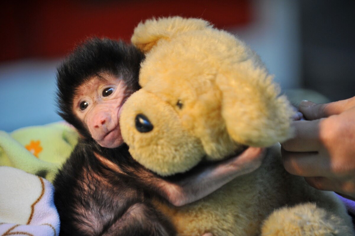 PHOTOS: Baby baboon cuddles teddy bear because it has no mother – Metro US