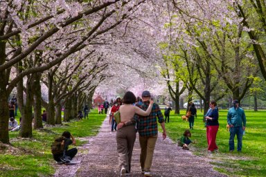 cherry-blossom-2021-3-1200×800-1