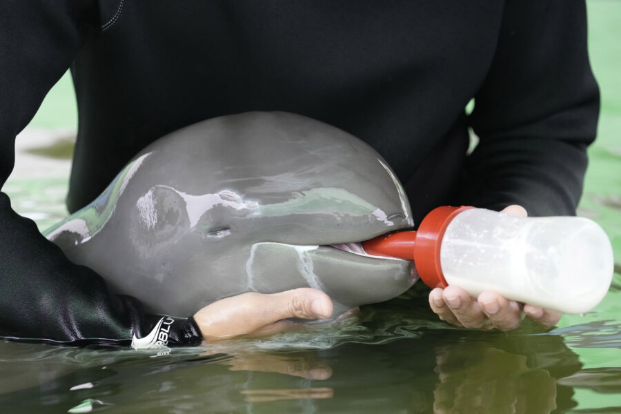 Rescued Irrawaddy dolphin calf dies despite weeks of care – Metro US