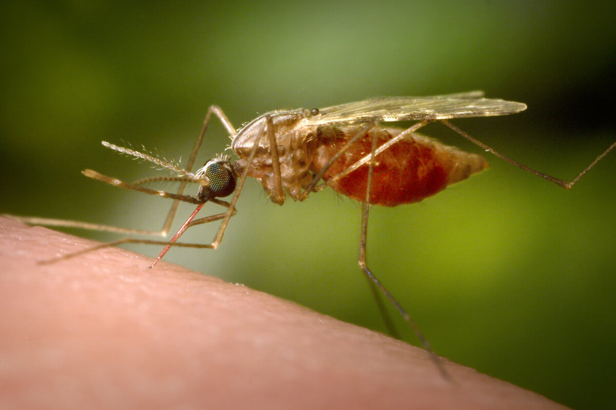 Antibody Treatment Tested As New Tool Against Malaria – Metro US