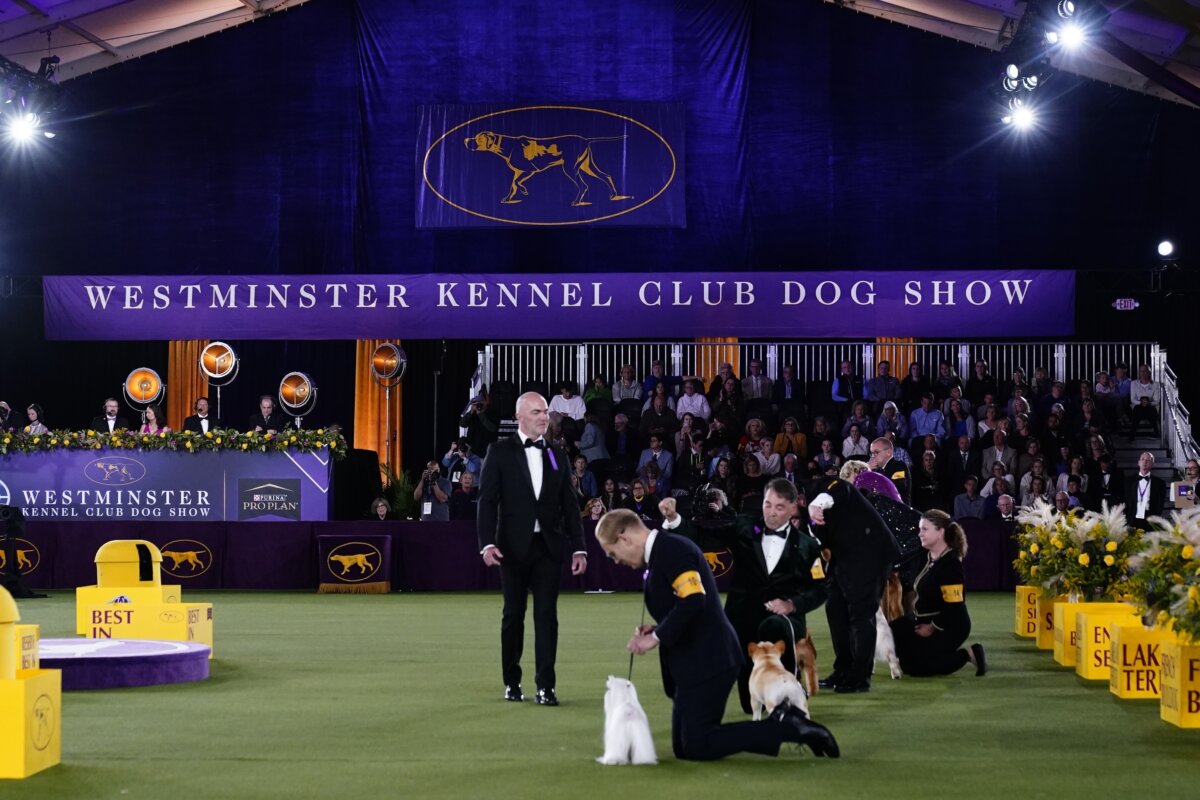 Canines, Anyone? Westminster Dog Show Heads To Tennis Center – Metro US