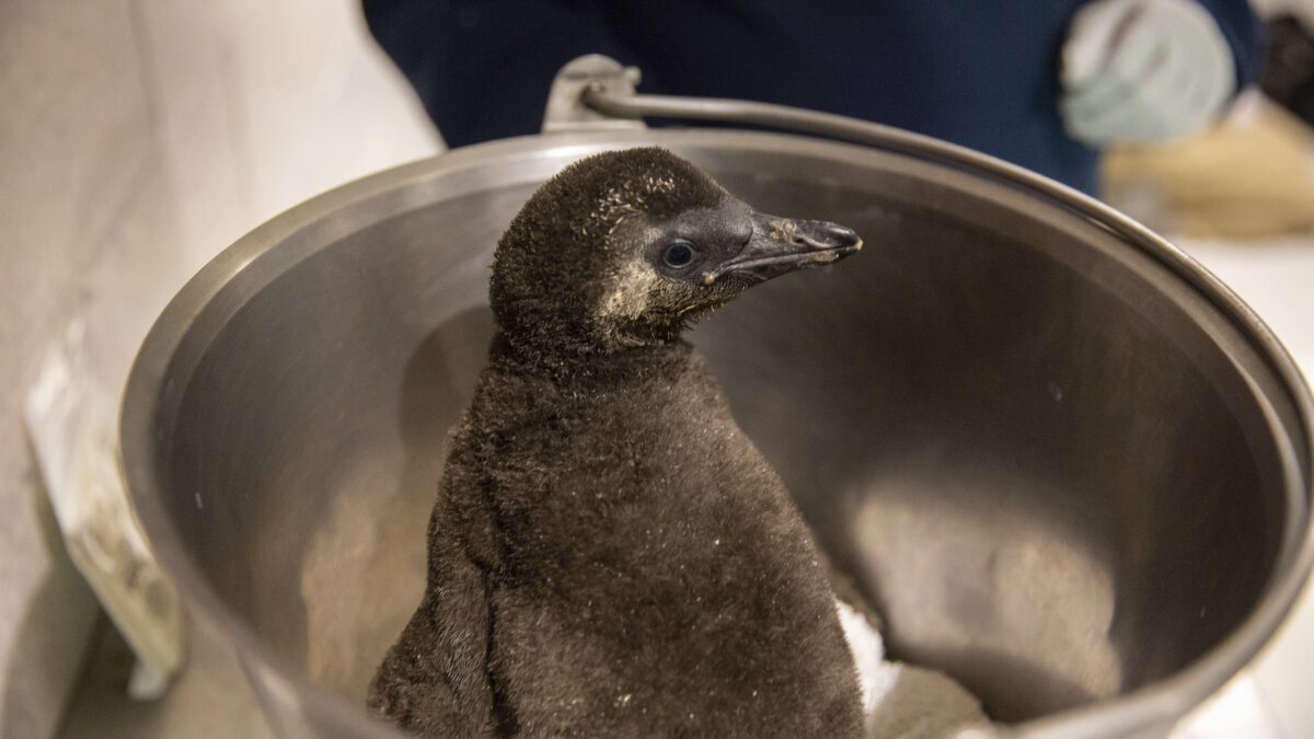 Endangered African penguin chicks hatch at Arizona aquarium – Metro US