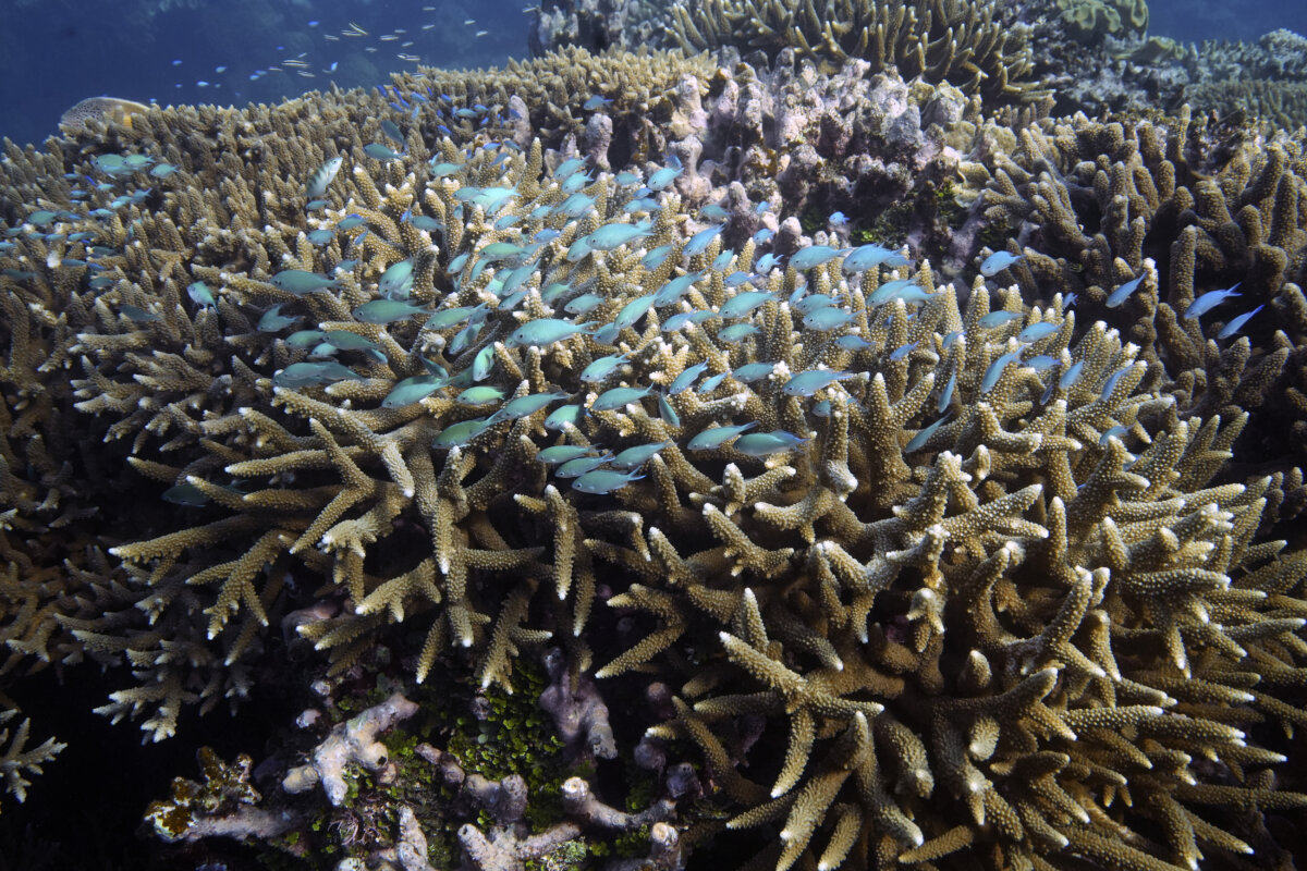 UN ocean treaty talks resume with goal to save biodiversity Metro US