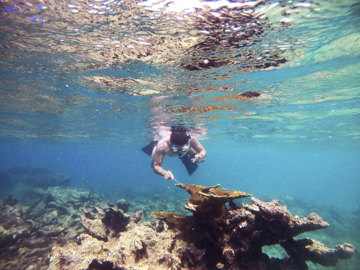 Mystery solved: Scientists ID Caribbean sea urchin killer – Metro US