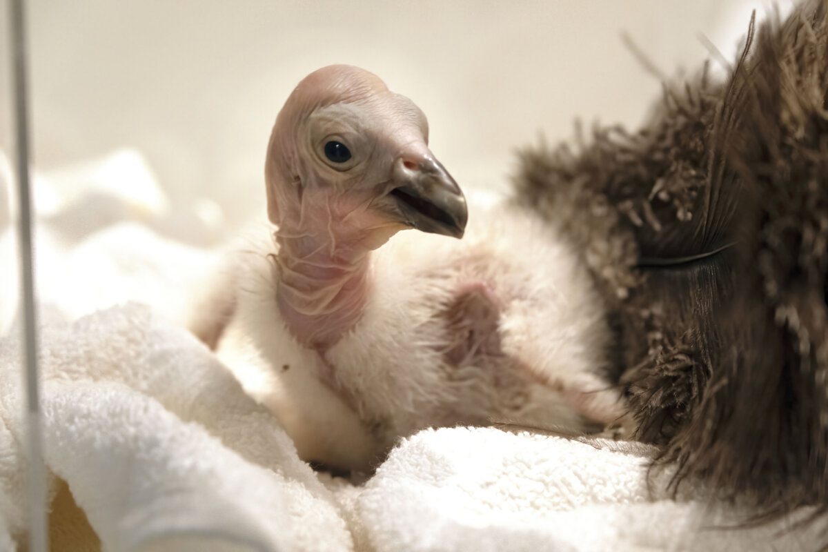 California condors confront bird flu in flight from extinction – Metro US