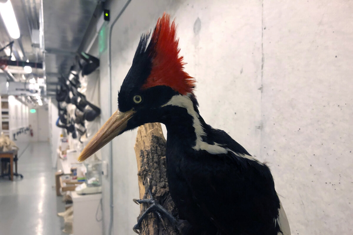 Videos show purported ivorybilled woodpeckers as US moves toward