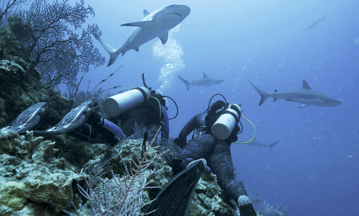 Jason Momoa hosts Discovery’s ‘Shark Week,’ featuring feeding frenzies