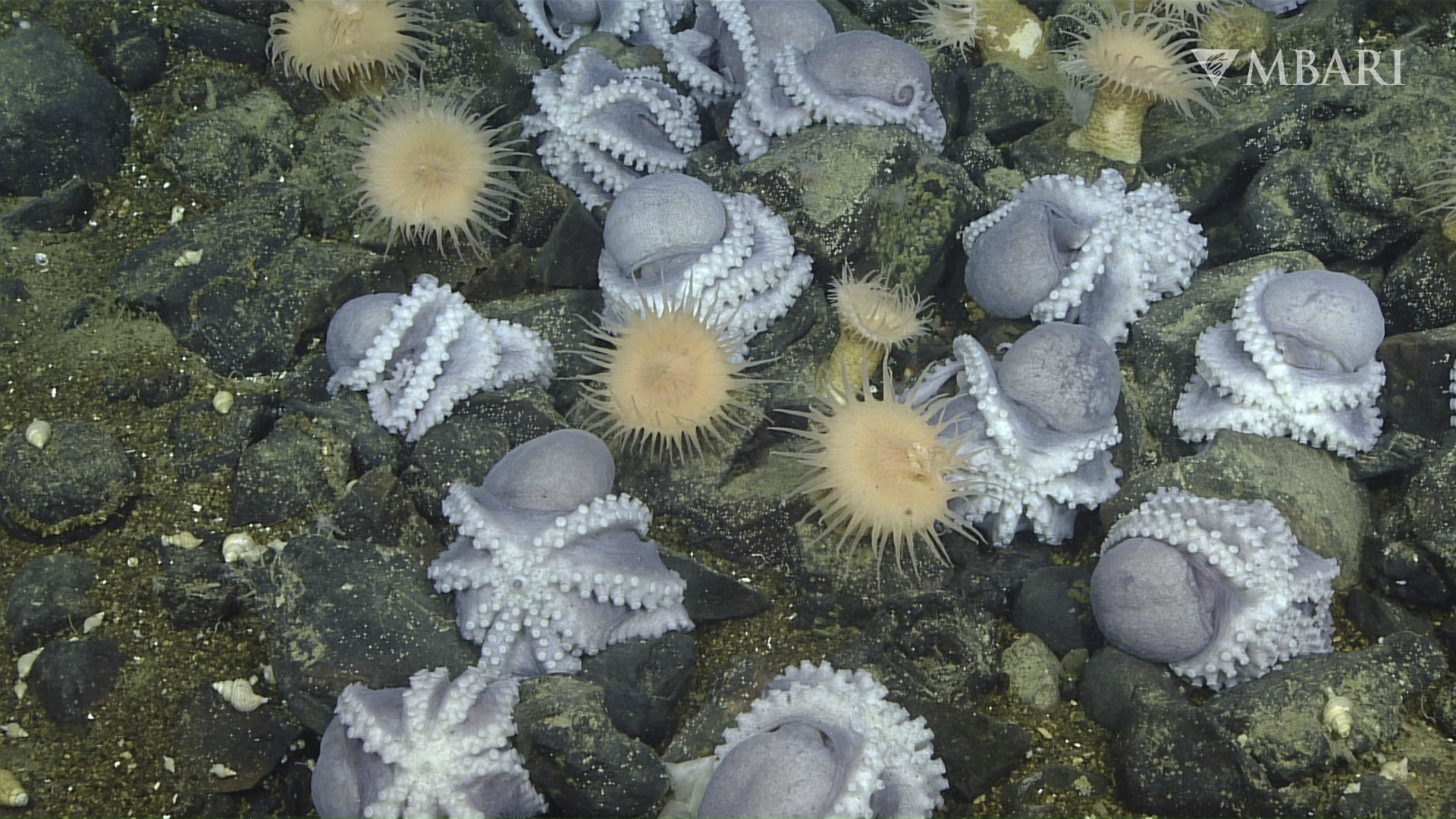 Pearls of Wisdom  Smithsonian Ocean