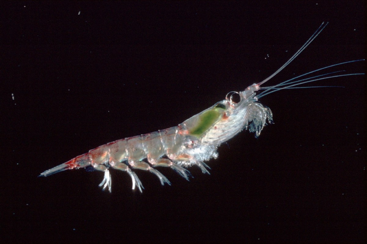 Ocean Fisheries Antarctic Krill Fishing