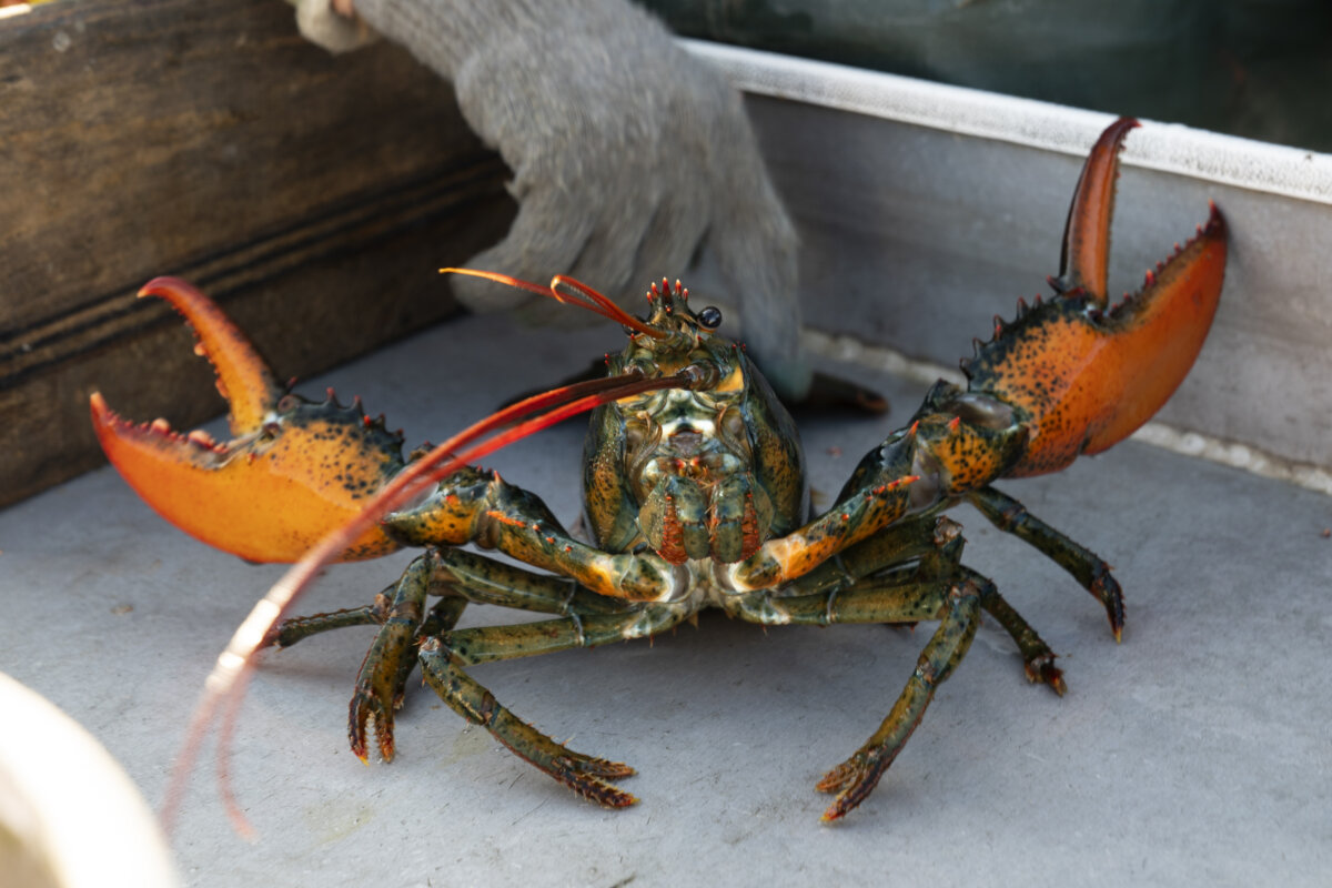 Young lobsters show decline off New England, and fishermen will see new ...