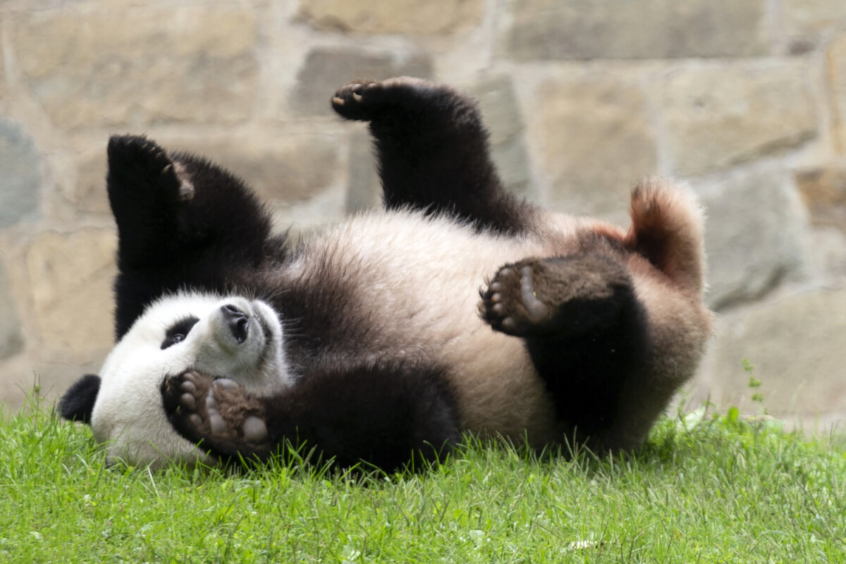 National Zoo’s giant pandas fly home amid uncertainty about future