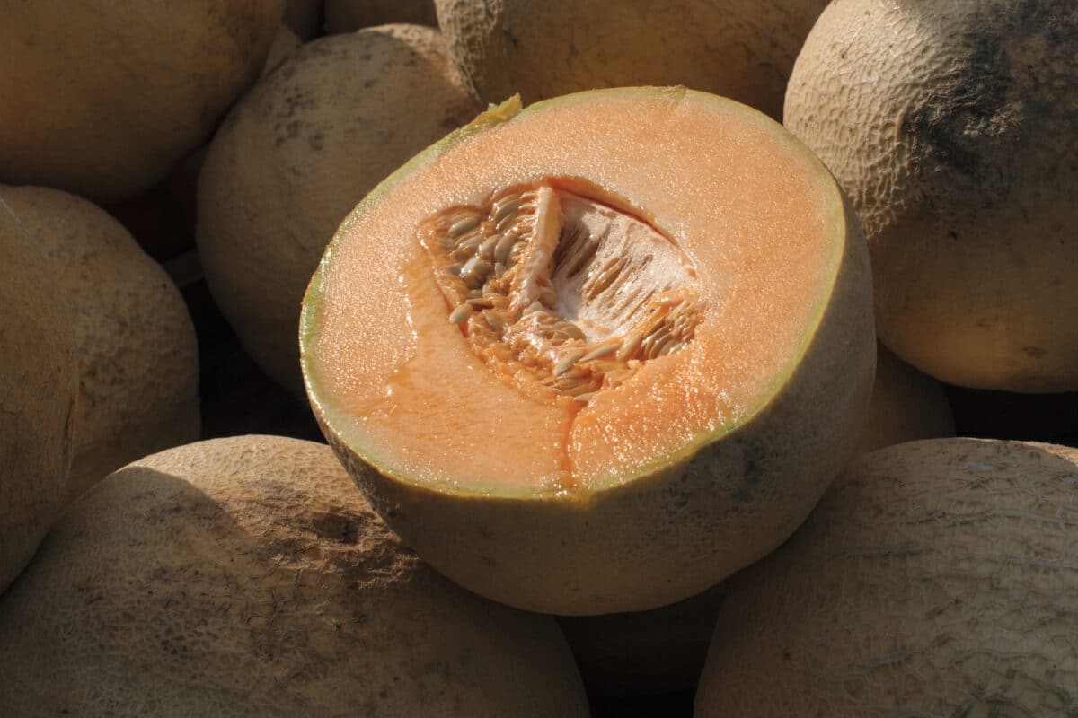 FDA expands cantaloupe recall after salmonella infections double in a