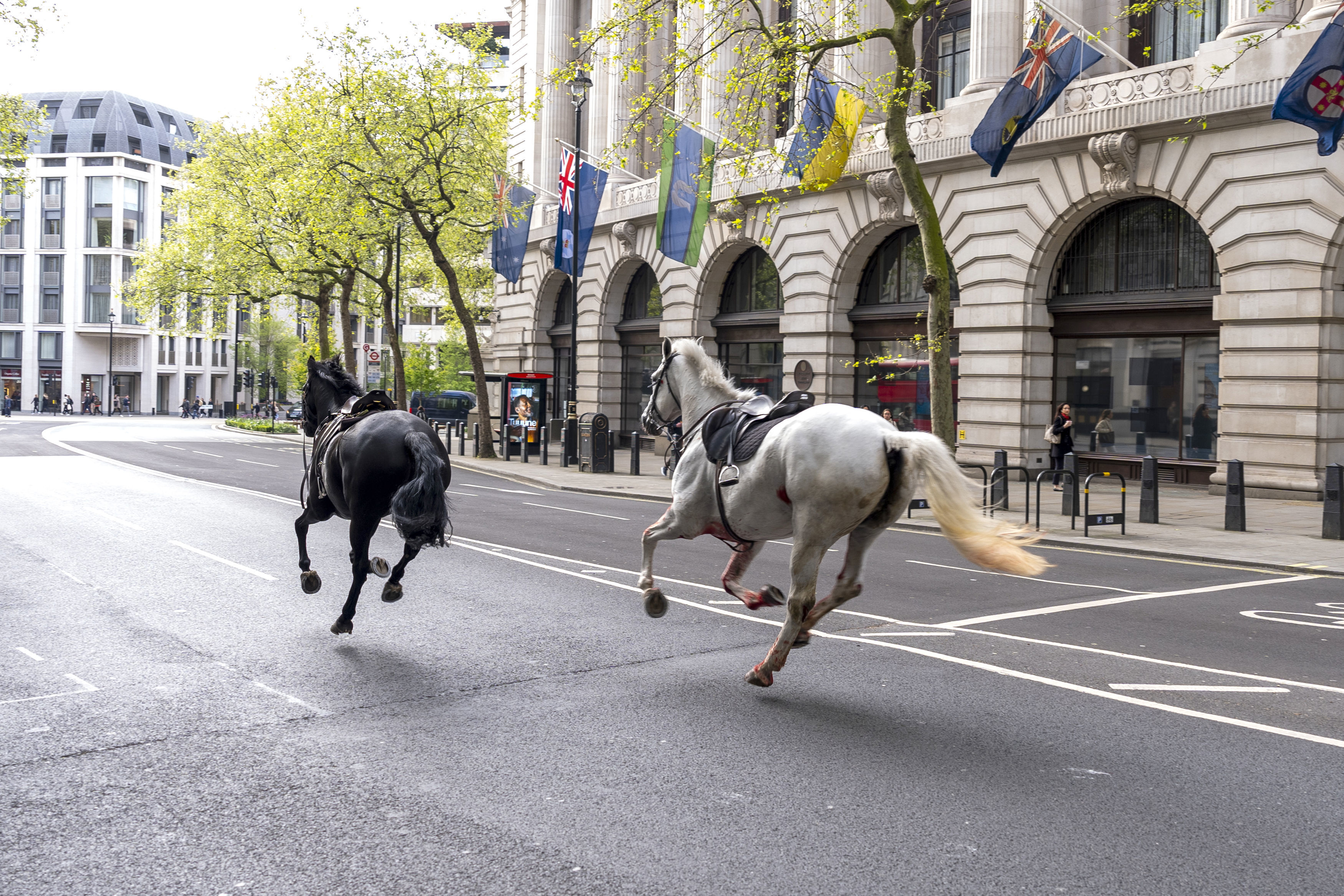 Rush hour chaos in London as 5 military horses run amok after getting ...