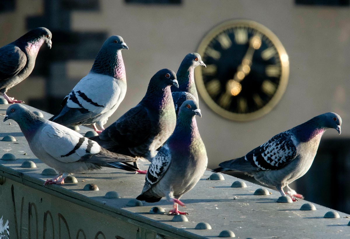 Germany Pigeons