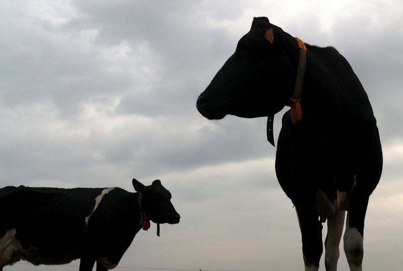 FILE PHOTO: Cows are seen in a field during the