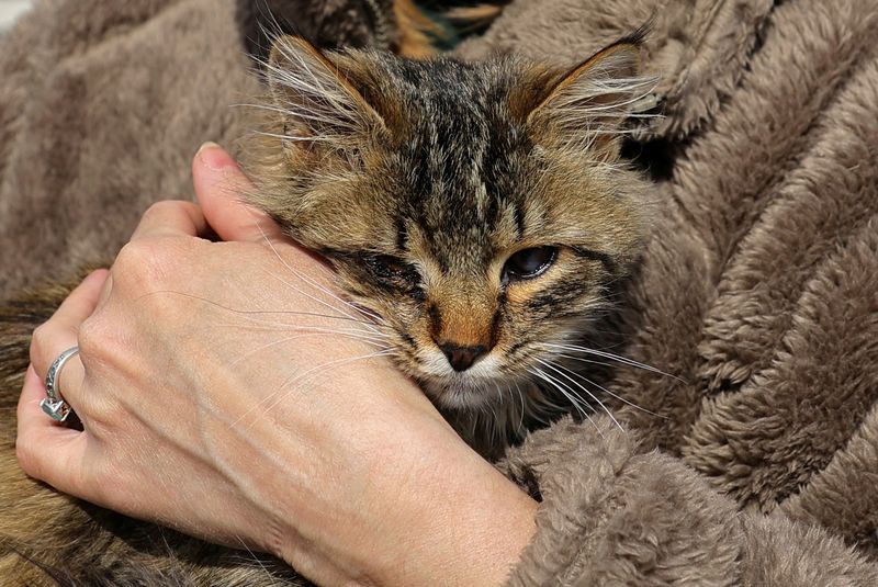 Volunteers evacuate pets from eastern Ukraine to Russia